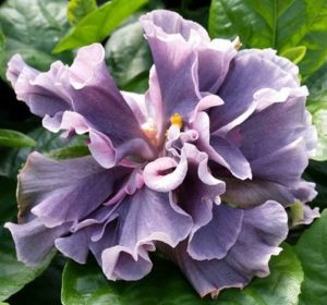 2018 Fall Plant Sale