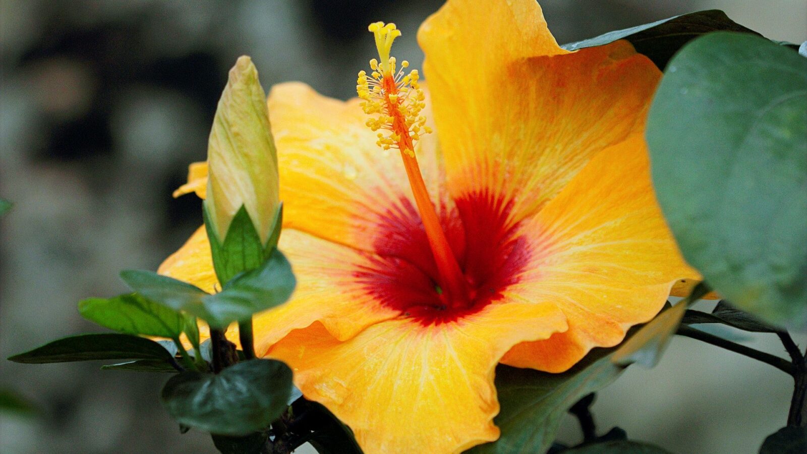 2020 Annual Show and Plant Sale – Sunday, June 7, 2020