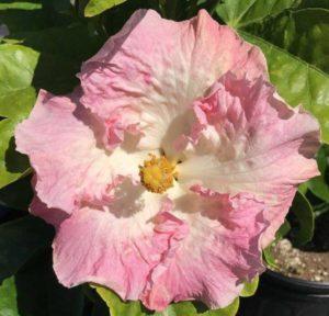 2020 – Winter Plant Sale – Saturday, January 18, 2020 (watch for date update)